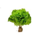 Alface Crespa Hidroponica - Unitario (UN)